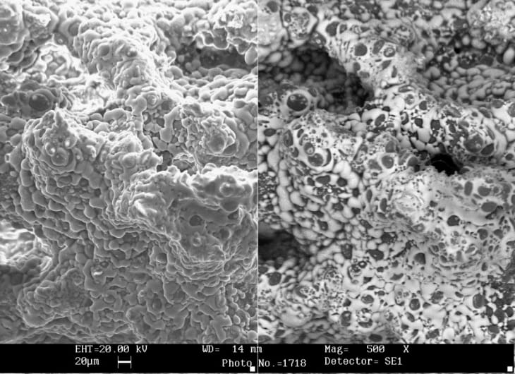 Fresh-Biscuit-Microscopy-Leatherhead-Food-Research